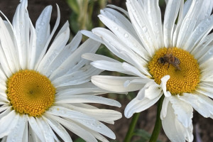 На рабочей неделе во Владимирскую область придет аномальная жара