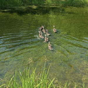 В 6 районах Владимирской области выпустили молодняк кряквы