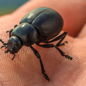 Во Владимирской области сеть «Магнит» оштрафовали за риск заноса опасных насекомых