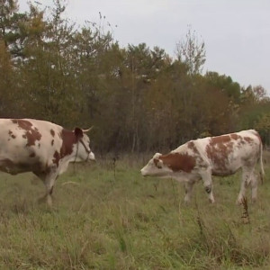 В Подмосковье подросла дочка коровы-клона