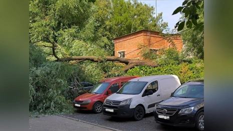 Во Владимире дерево упало на машины