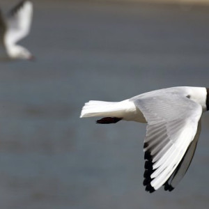 Во Владимирской области нашли птичий грипп