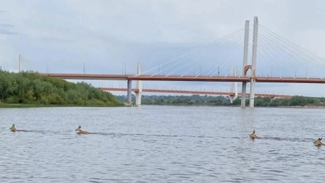 Рыбаки под Муромом заметили переплывающих Оку косуль