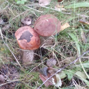 Жителей Владимирской области предупредили об опасности отравления грибами