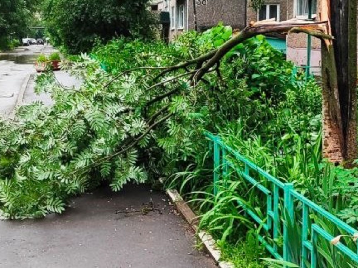 Ураган «Эдгар» повалил деревья на 6 трассах в Суздальском и Собинском  районах - День во Владимире