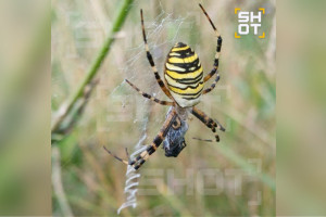 Жителей Владимирской области предупредили о нашествии ядовитых пауков-ос