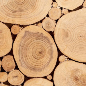 Жителя Владимира будут судить за контрабанду древесины на 4,6 млн рублей