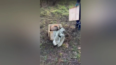 В Коврове бобр забрался в цех электро-механического завода