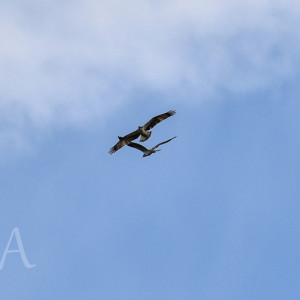 Во Владимирской области сфотографировали первый полет птенцов краснокнижной скопы