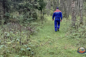 В лесу Камешковского района заблудились мужчина и женщина