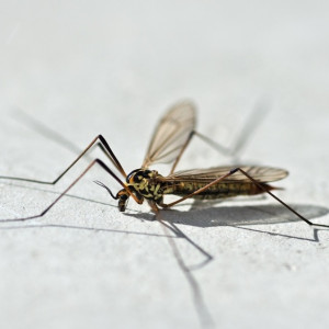 Во Владимирской области проснулись комары и пауки