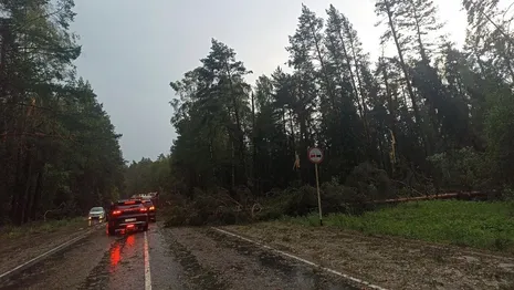 Около 20 рухнувших деревьев перекрыли трассу во Владимирской области