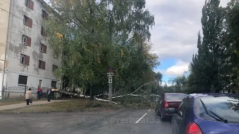 Во Владимире упавшие из-за сильного ветра березы перекрыли дороги