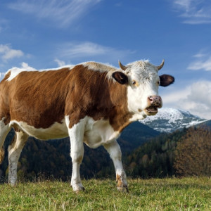 Народные приметы на 19 февраля 2024: что можно и нельзя делать на Вуколу Телятника