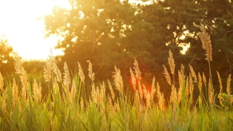 Жителям Владимирской области пообещали жаркое начало августа