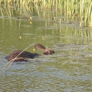 В реке Нерль во Владимирской области нашли труп лося