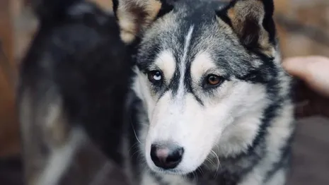 Во Владимирской области третий приют с 250 собаками оказался под угрозой закрытия
 