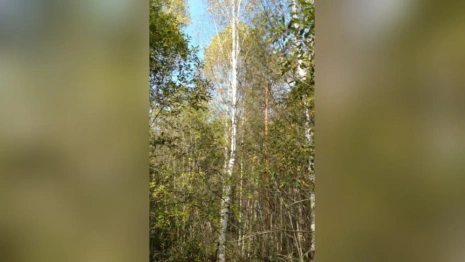 Многодетную семью из Судогды поселили на заросшем деревьями участке