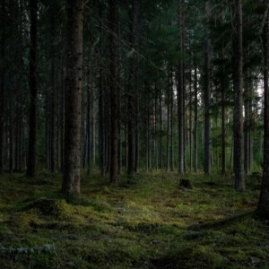 Во Владимирской области в лесу нашли труп мужчины