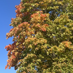 23 сентября стало самым теплым за всю историю во Владимирской области