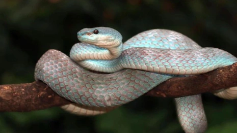 Матфей Змеесос: что можно и нельзя делать 22 августа