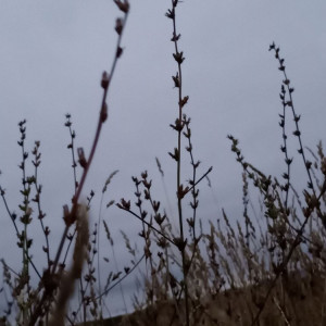 Прогноз погоды во Владимирской области на 22 августа