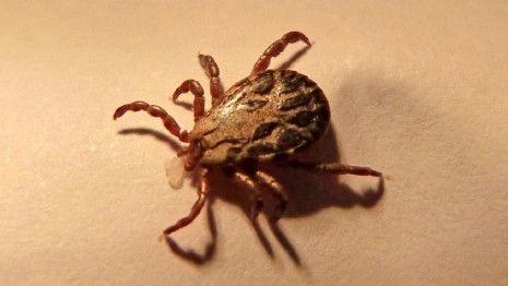 Во Владимирской области проснулись клещи