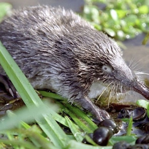 Во Владимирской области сократилась популяция краснокнижных выхухолей