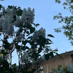 Июнь во Владимирской области пройдет без аномалий