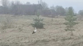 В Меленковском районе заметили величественного аиста