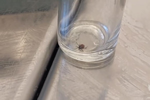 Во Владимирской области зафиксировали первый в 2026 году укус клеща