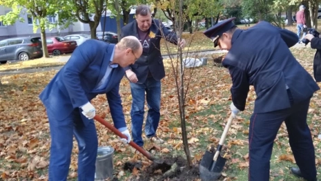 В Зерновском сквере Владимира высадили именные липы
