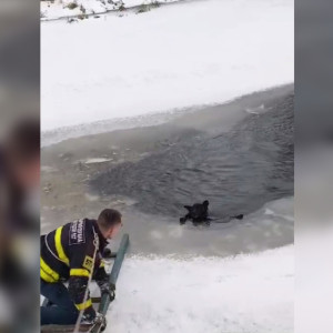 Во Владимирской области из полыньи вытащили собаку