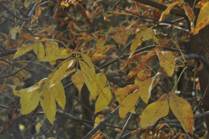 Прогноз погоды во Владимире и области на 5 сентября