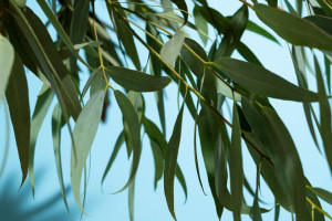 Во Владимире у «Красного креста» посадят ивы