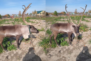 Во Владимирской области встретили северного оленя