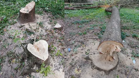 В Центральном парке Владимира спилили 10 деревьев