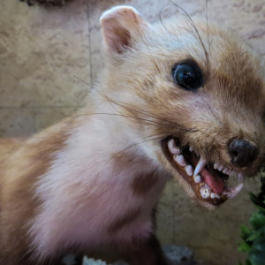 Владимирская область оказалась в топе неблагополучных регионов по бешенству