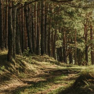 Во Владимирской области геологов через суд заставили восстанавливать лес
