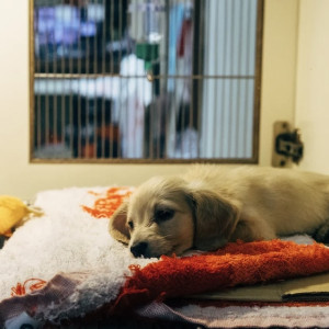 Жители Владимирской области пожаловались на неоказание помощи животным в ветклинике