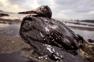 Волонтеры из Киржача начали помогать пострадавшим при разливе мазута на Черном море птицам