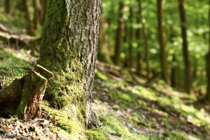 У арендатора леса в Гороховецком районе отсудили 2,3 млн рублей за вырубку