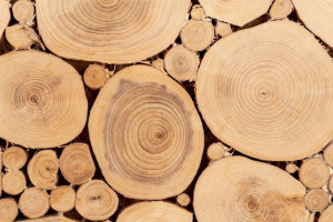 Жителя Владимира будут судить за контрабанду древесины на 4,6 млн рублей