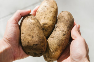 Владимирская область может столкнуться с нашествием колорадского жука