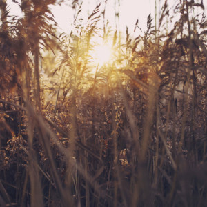 Во Владимирской области нашли 48-летнюю женщину спустя 3 недели