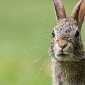 Феофан Милостивый: что можно и нельзя делать 12 октября