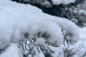 Аномально теплый январь во Владимире поставил 5 рекордов подряд