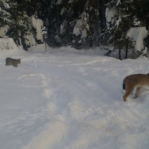 В Ковровском районе в фотоловушку попали две взрослые рыси