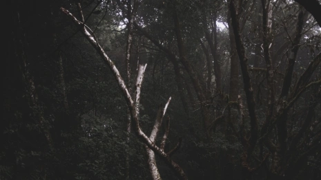 Во Владимире нашли повешенного парня в кустах