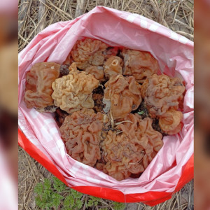 Во Владимирской области появились первые весенние грибы